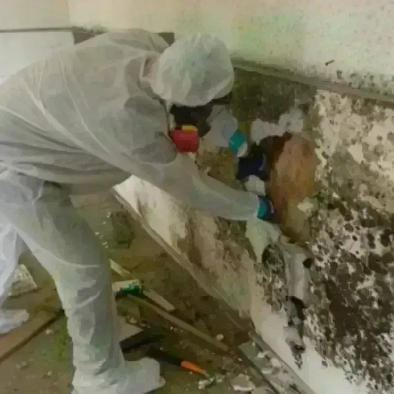 Mold Remediation and Removal in Hillside, NJ